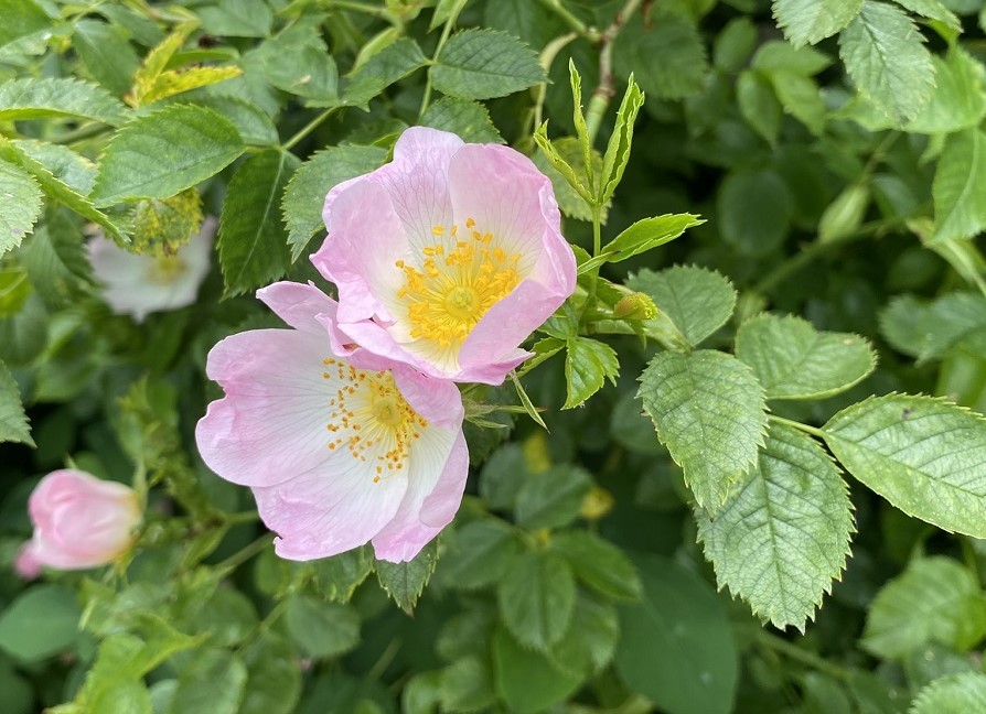 WILD ROSE - Essences of Nature