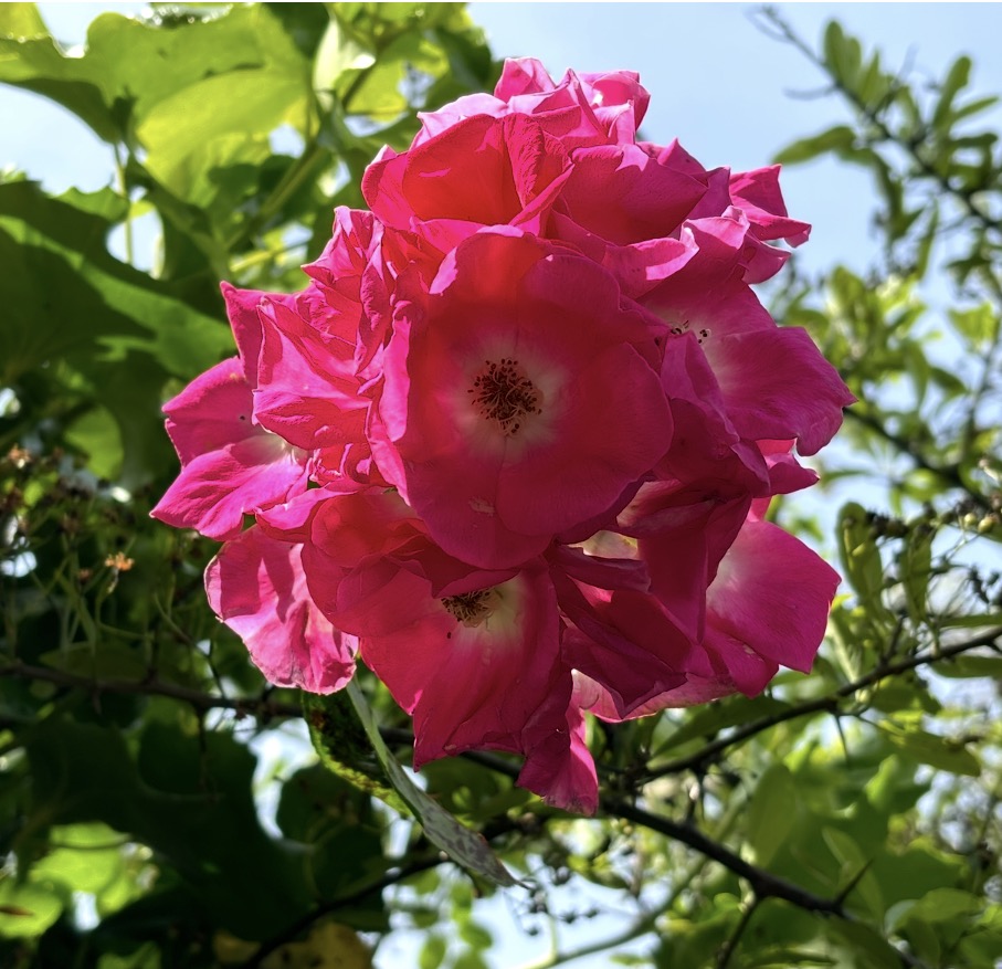Rose Oil Infused with Rose Quartz, Rahanni Celestial Healing Energy & Crystal Bowl F Sound Frequency - 10ml - Image 11