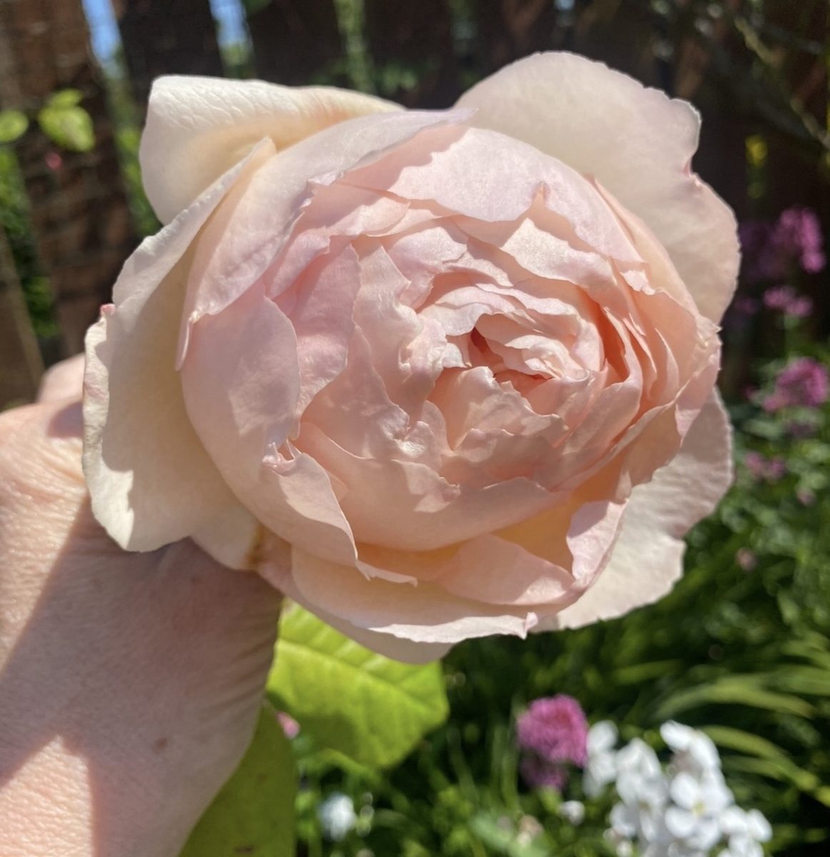 Rose Oil Infused with Rose Quartz, Rahanni Celestial Healing Energy & Crystal Bowl F Sound Frequency - 10ml - Image 12